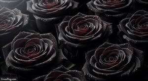 Black rose background image