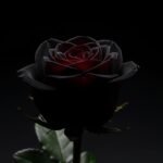 Black rose on black background image