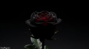 Black rose on black background image