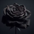 Black rose on black