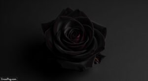 Black rose on black background image 3