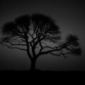 Black tree background image