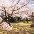 Blooming aesthetic japanese
