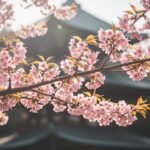 Blooming aesthetic japanese cherry image 4