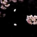 Blossom black background