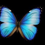 Blue butterfly black background image 2