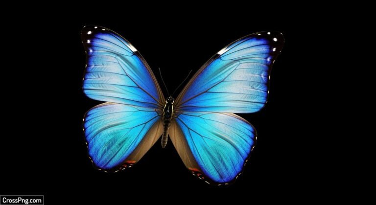Blue butterfly black background image 2