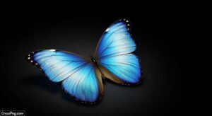 Blue butterfly black background image 3