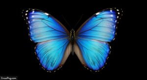 Blue butterfly black background image