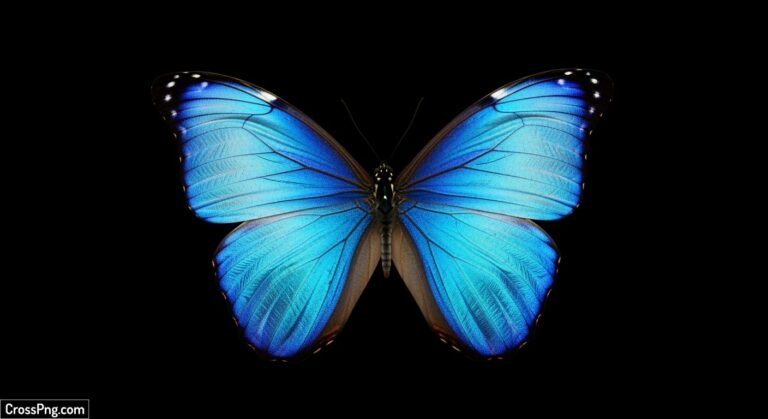 Blue butterfly on black background image 3