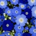 Blue flower background image 3
