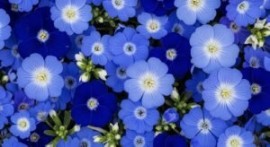 Blue flower background image 3