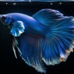 Blue with black background image 3
