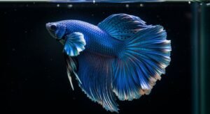 Blue with black background image 3