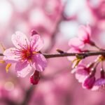 Blur flower background image