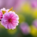 Blur flower background image