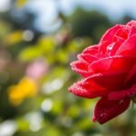 Blur garden background image