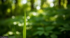 Blur nature green background image 2