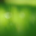 Blur nature green background