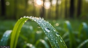 Blur nature green background image