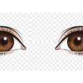Brown eyes clipart