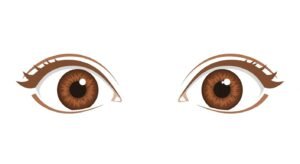 Brown eyes clipart no background image 4
