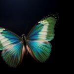 Butterfly black background image