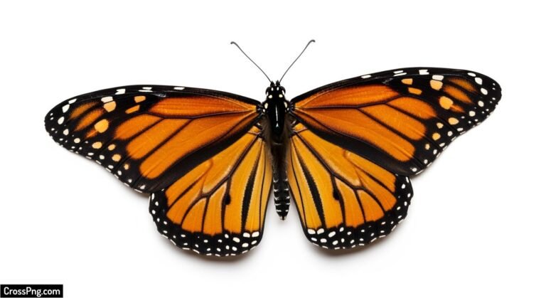 Butterfly white background image