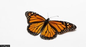 Butterfly white background image 3