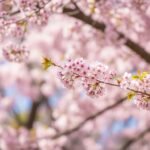 Cherry blossoms background image