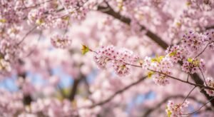 Cherry blossoms background image