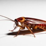 Cockroach on white background image
