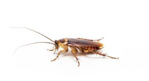 Cockroach on white background image 2