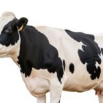 Cow white background image