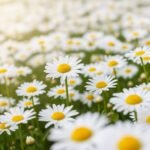 Daisy background image 3