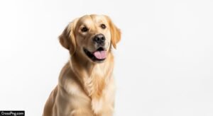 Dog white background image 3