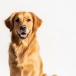 Dog white background image 4