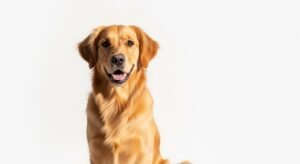 Dog white background image 4