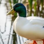 Duck background image