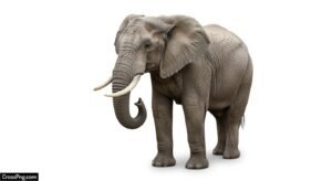 Elephant white background image