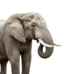 Elephant white background image 2