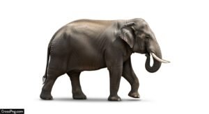 Elephant white background image