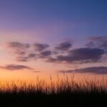 Evening sky grass background image
