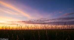 Evening sky grass background image 2