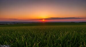Evening sky grass background image 3