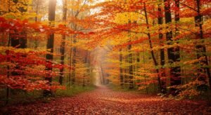 Fall background aesthetic image 6