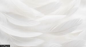Feather background image