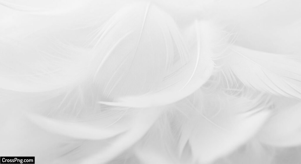 Feather background image 2