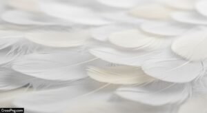 Feather background image