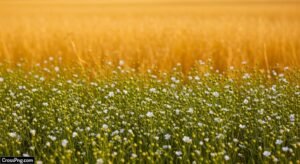 Flax background image